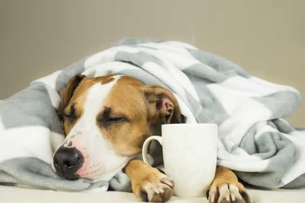 Weighted blankets are a "thing" today.  Find out why.